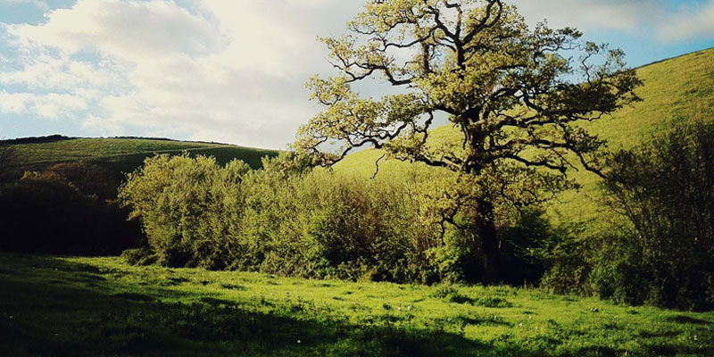 Old Oak Meadow at ANRÁN